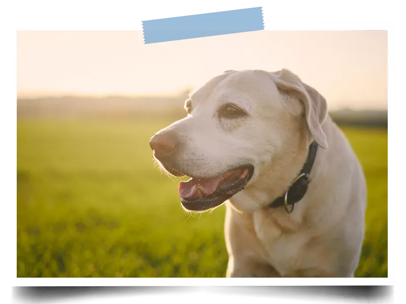 Labrador Retriever