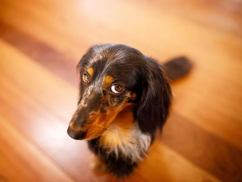 Dachshund
