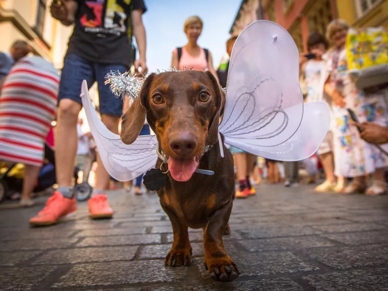 Dog dressed up at festival