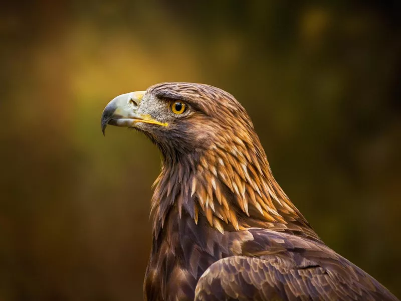 Golden Eagle Portrait
