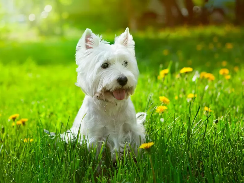 Small Westie in a field of yellow flowers