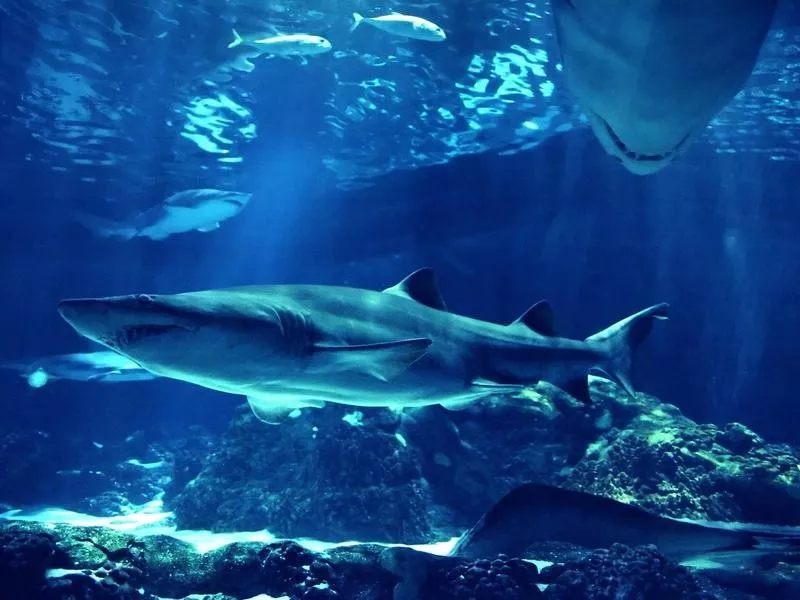 Sharks swimming underwater