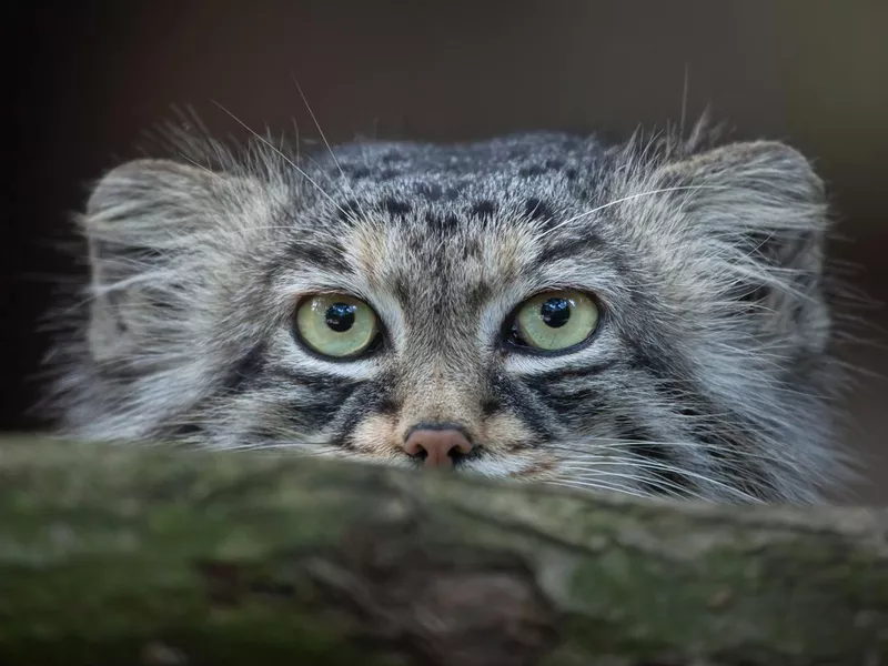 Pallas's cat ears