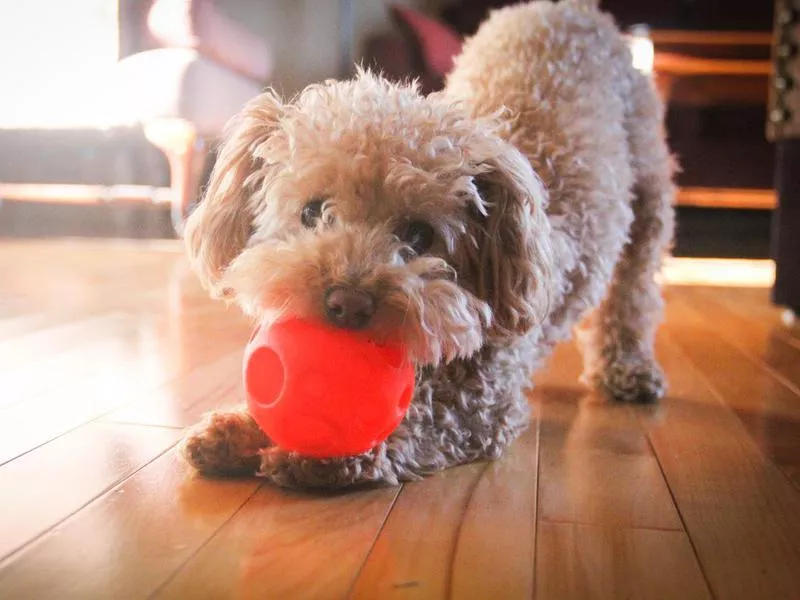 poodle