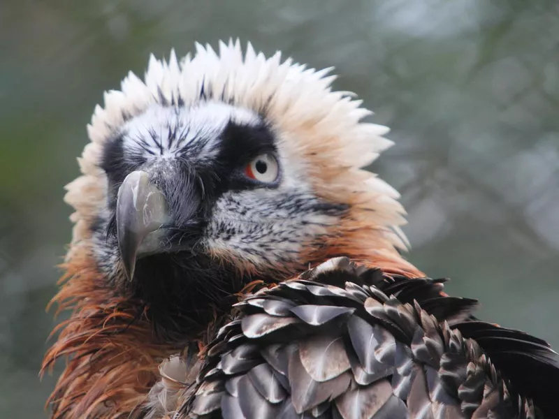 Lammergeier close up
