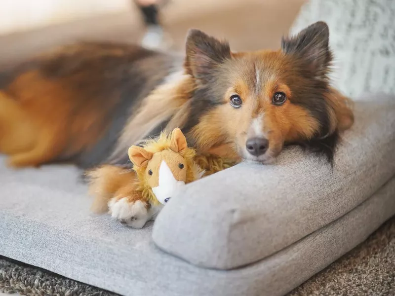 A Shetland Sheepdog sleep on the dog bed