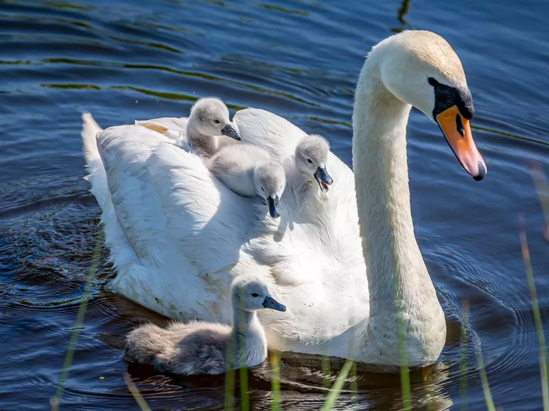 A Swan and Cygnets