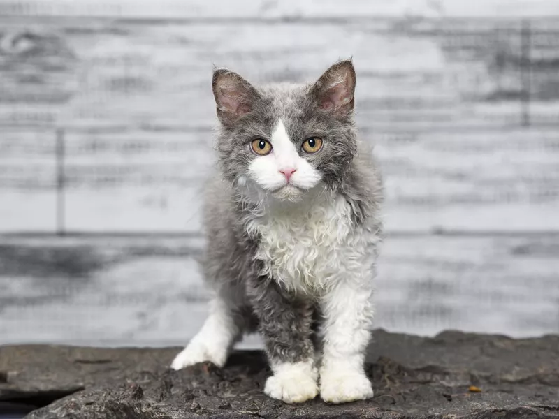 Curious Selkirk rex cat