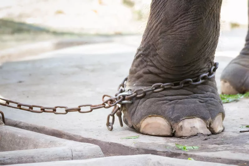 Chain on elephant leg
