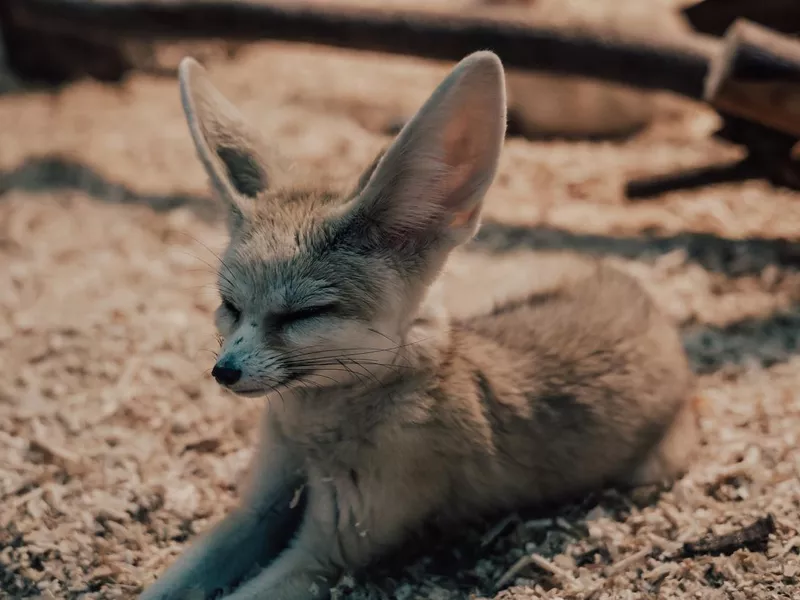 Fennec fox (Vulpes zerda)