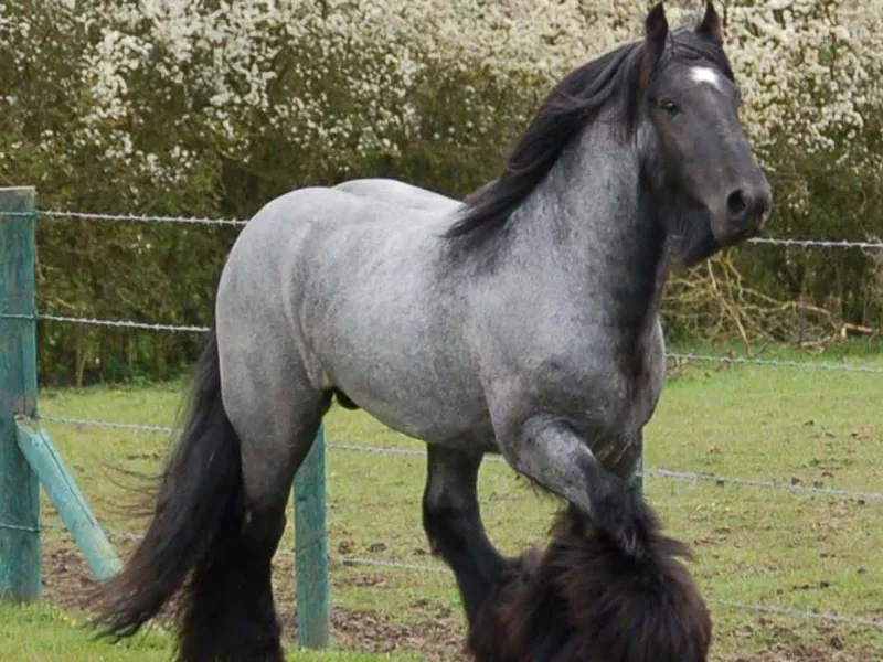 Dutch draft horse