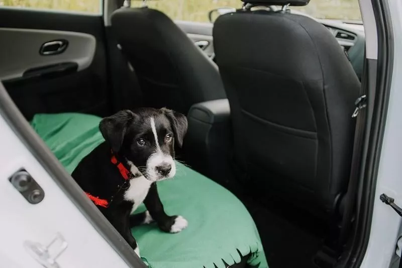 Dog in car