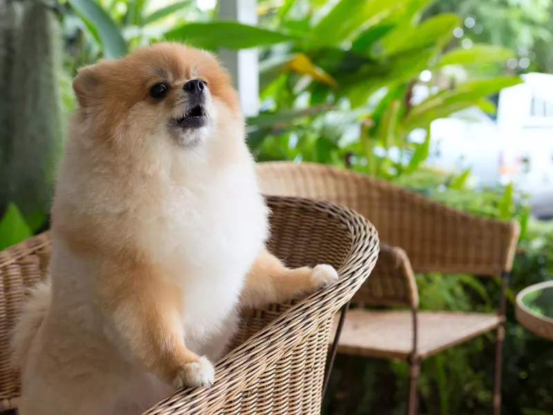Happy Pomeranian dog barking