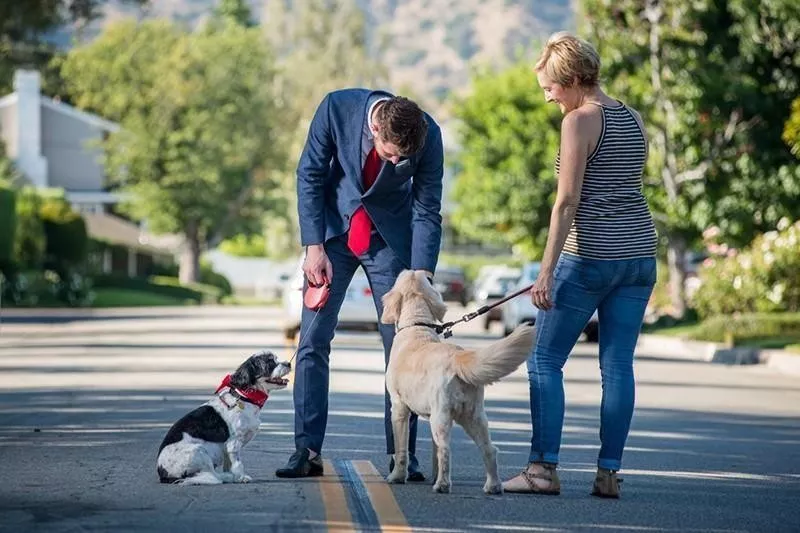 The proper way to pet a dog