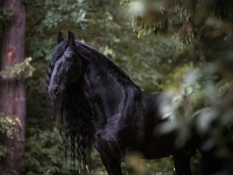 Black horse in the forest