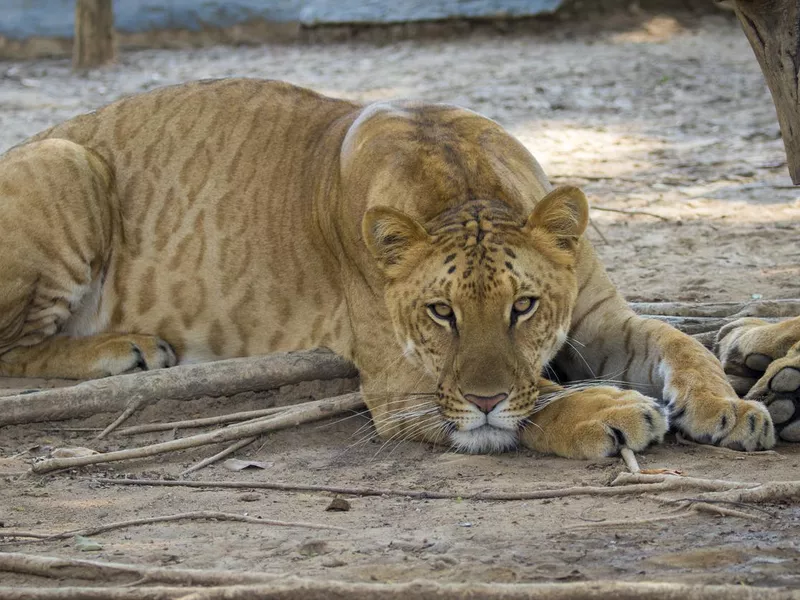 Image of a liger on nature background. Wild Animals.