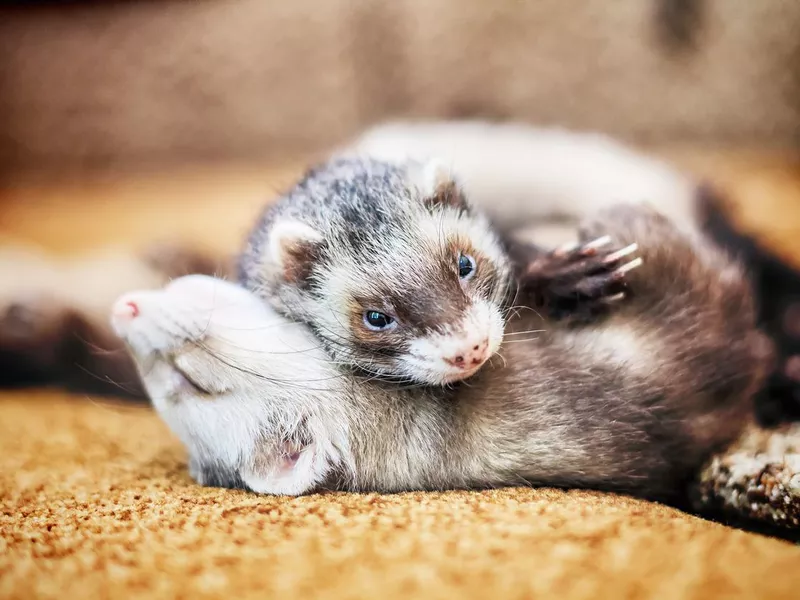 Two cute sleeping ferrets