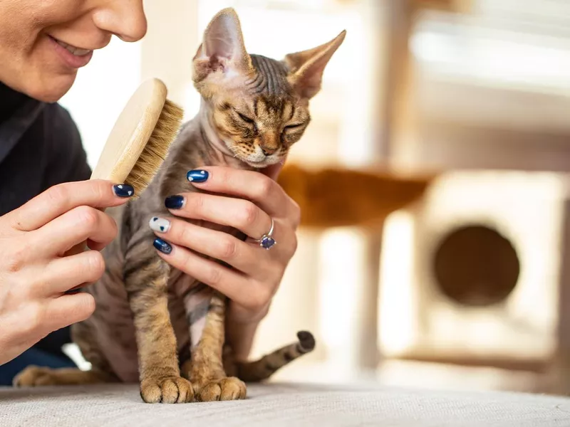 Devon rex kitten falling asleep while being brushed by happy woman