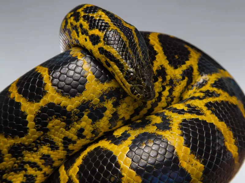 Crawling yellow black anaconda