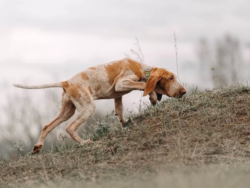 Bracco Italiano puppy walking on a field