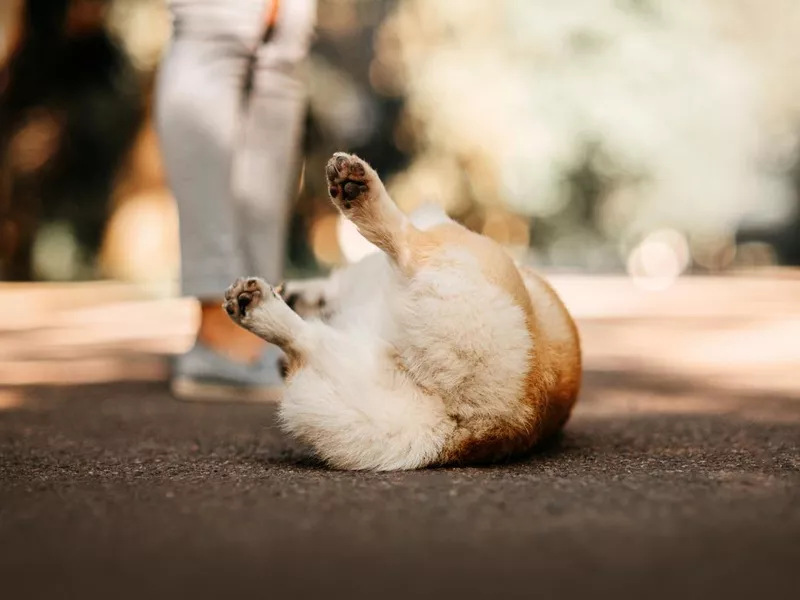 Funny Corgi rolling on the ground