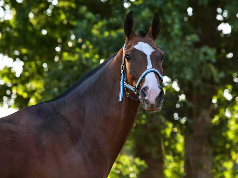 Akhal-Teke portrait