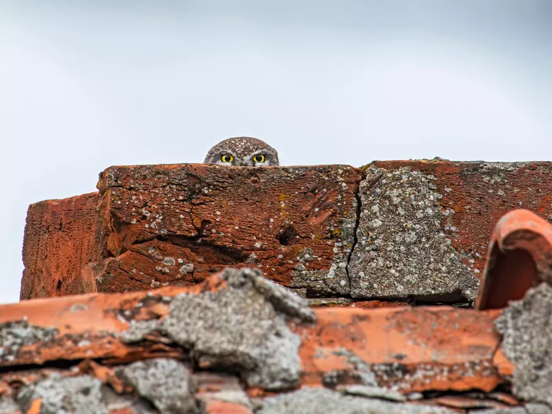You can't see me, can you?