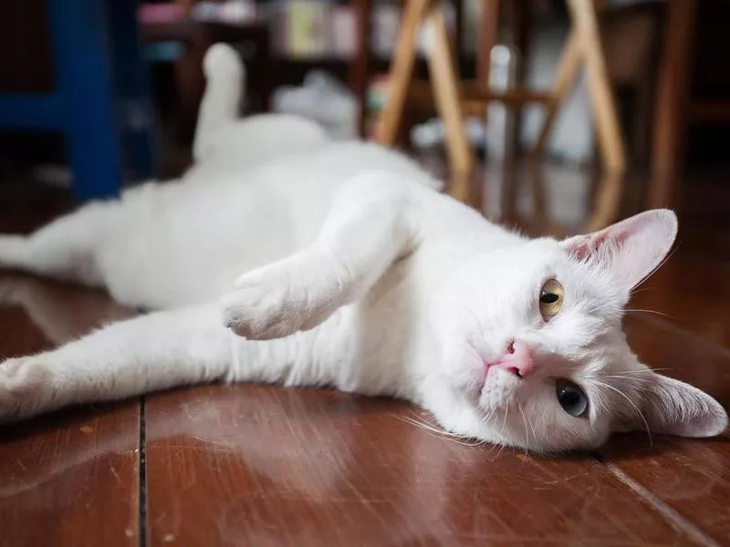 Khao Manee Cats