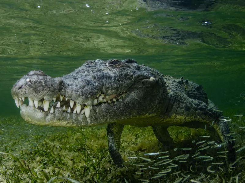 American Crocodile Underwater