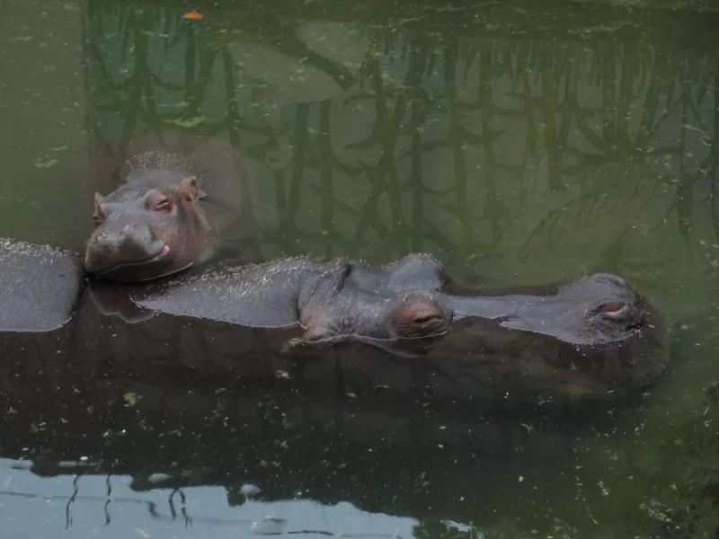 Baby Hippopotamus Sleeping on top of mother