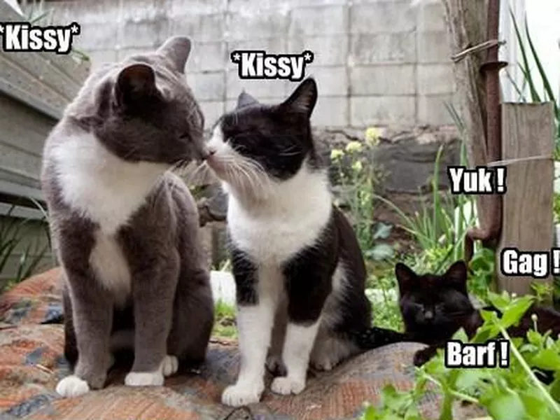 cats kissing