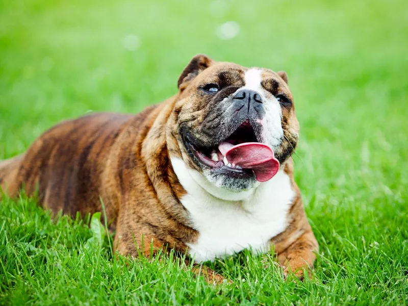 Bulldog