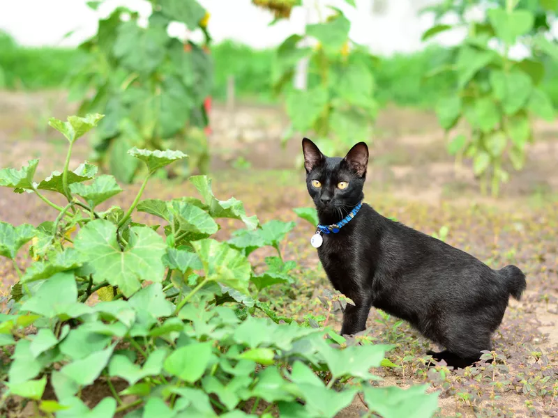Japanese bobtail cat