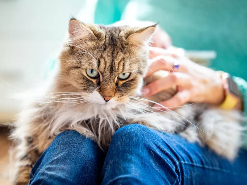 Siberian Cat in Lap