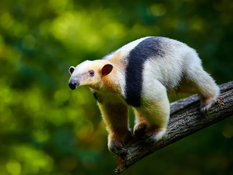 Southern tamandua
