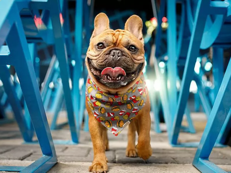 French bulldog