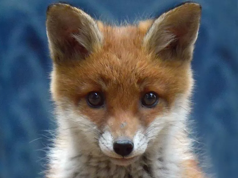 Fox cub