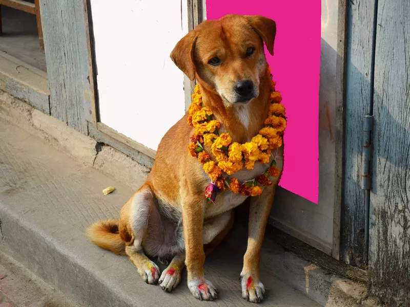 Kukur Tihar