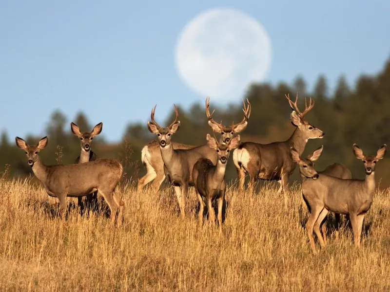 Mule deer herd under a full moon