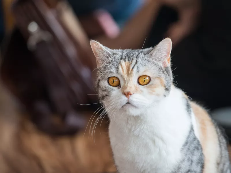 American wirehair cat