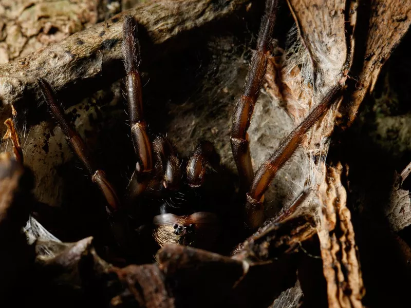 Trapdoor Spider