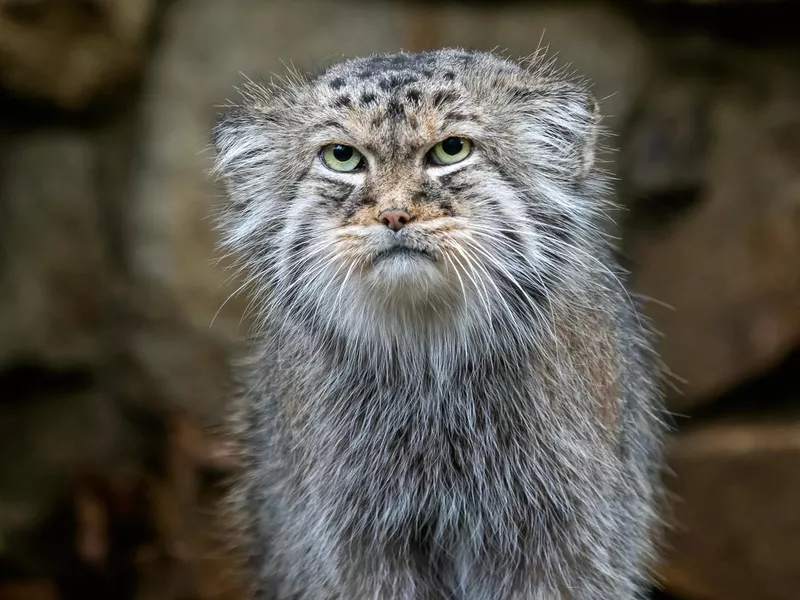Pallas' Cat portrait