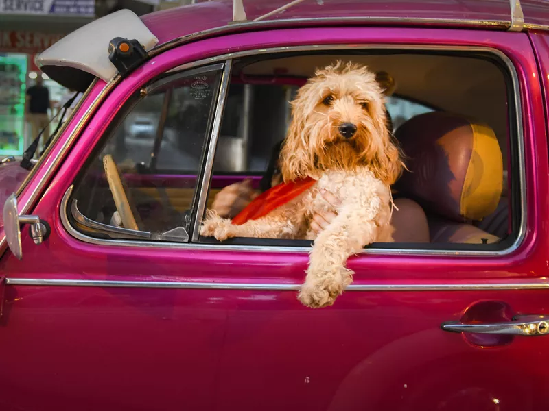 Chauffeur Dog