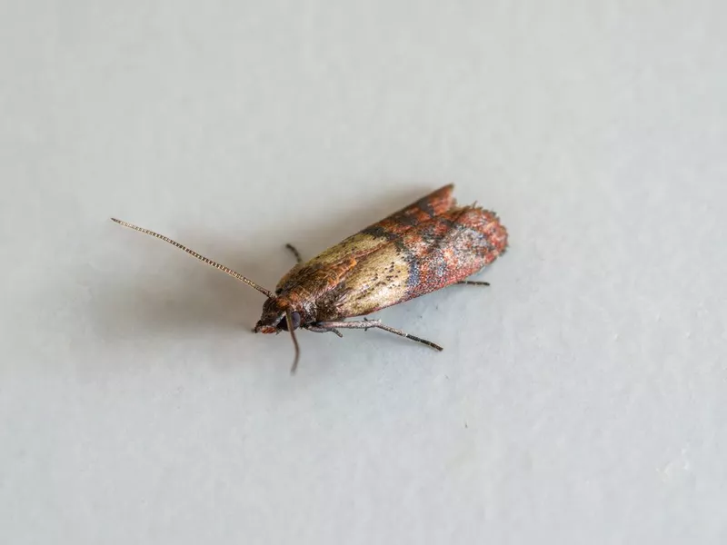 Close-up view on indian-meal moth on white background.