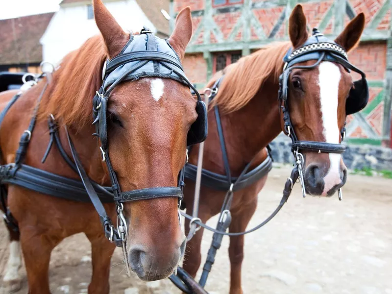 two horses