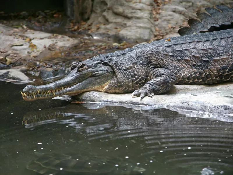Indian Gharial, Close-Up