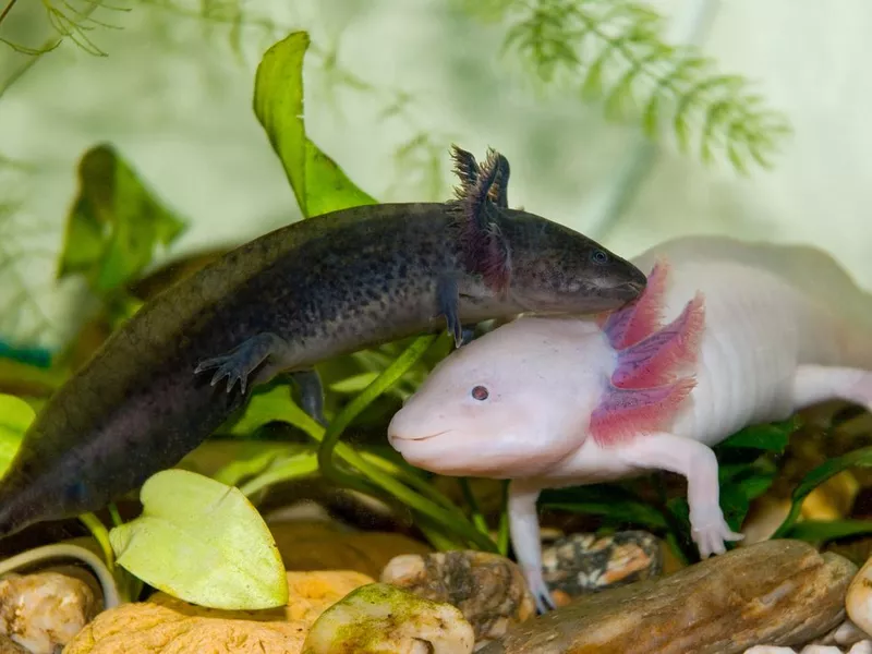 Underwater Axolotl portrait