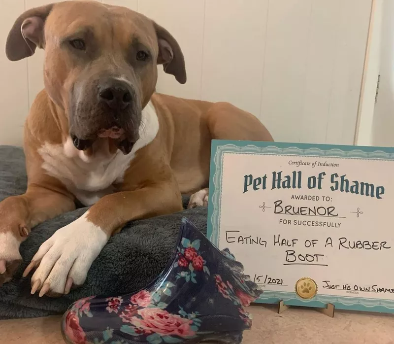 Pit bull ate a rubber boot
