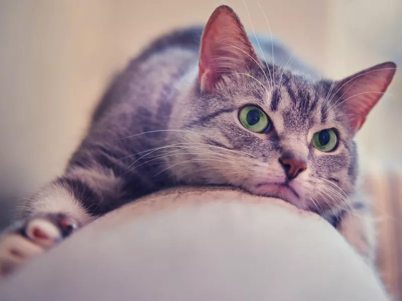 upset cat