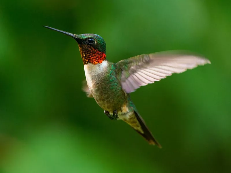 Male Ruby-throated Hummingbird wings fluttering